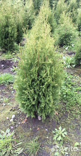 Туи Морозостойкие