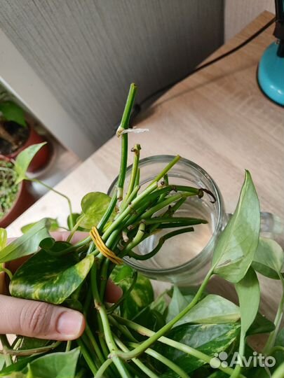 Черенки эпипремнума золотистого