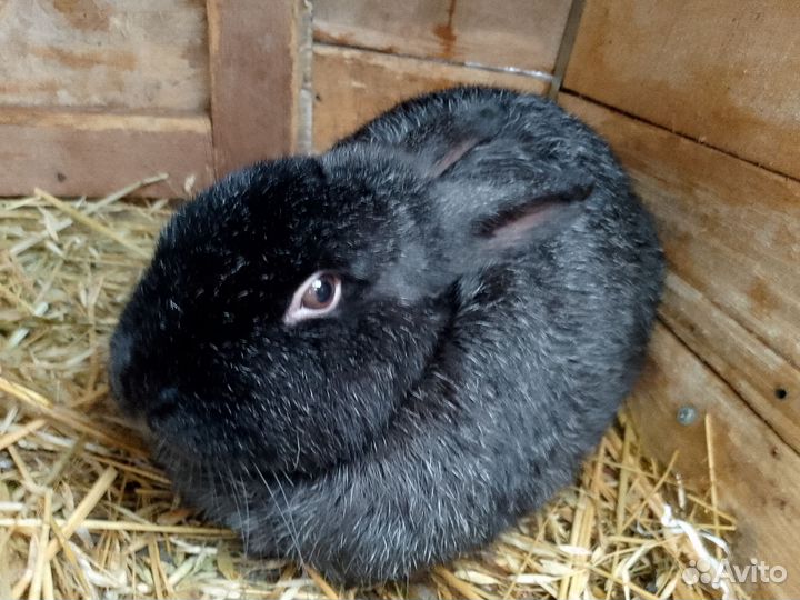 Кролики мясных пород