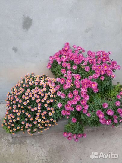 Колокольчик, хосты, хризантемы