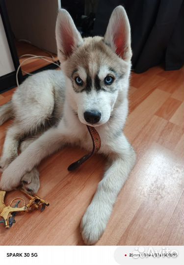 Щенок хаски