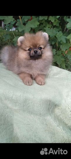 Мини девочки