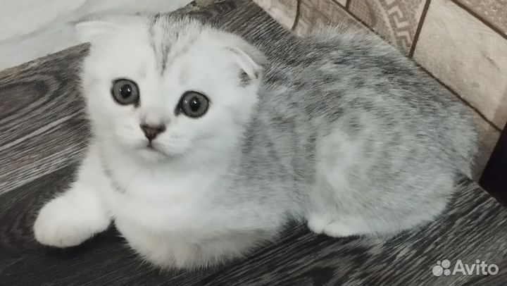 Шотландские котята