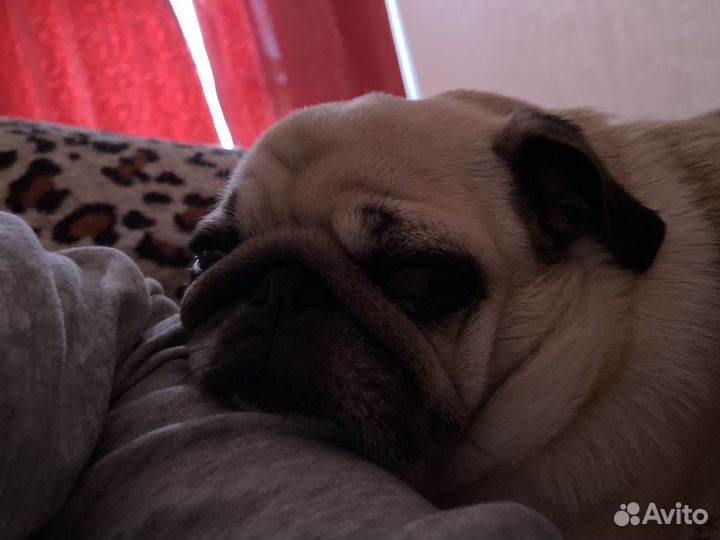 Мопс в добрые руки