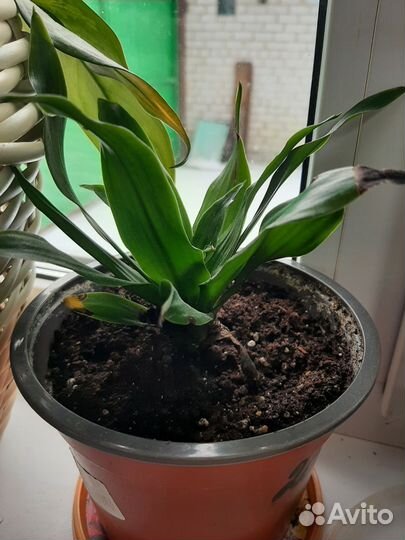 Комнатные цветы