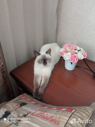 Невская маскарадная
