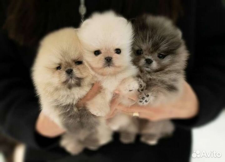 Micro и Mini Мишки