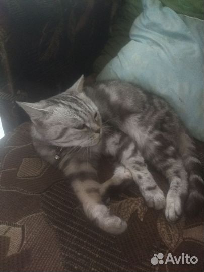 Кошка в дар