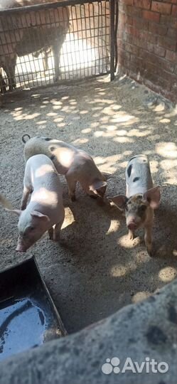 Поросята 1 мес и неделя
