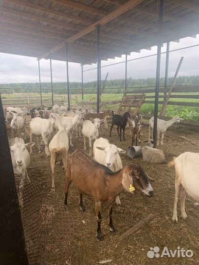 Козы,козлята англо-нубийские,зааненские