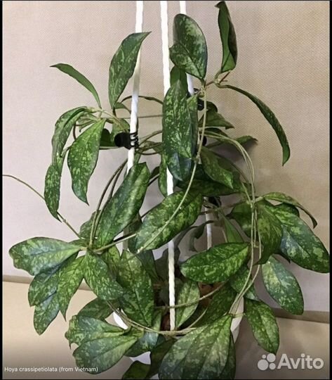 Хойи на срез