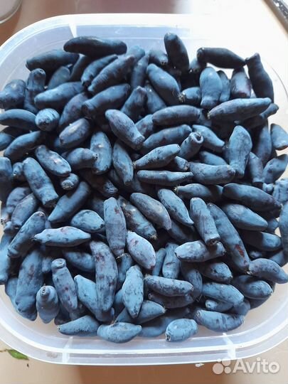 Вкусная жимолость