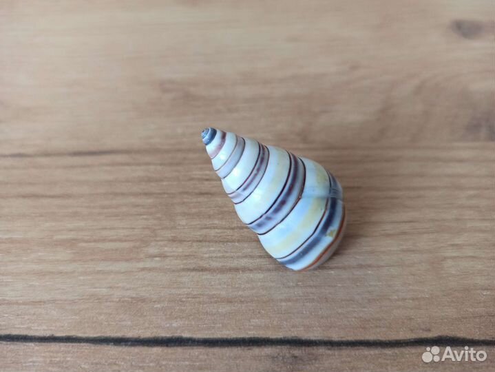 Морская раковина