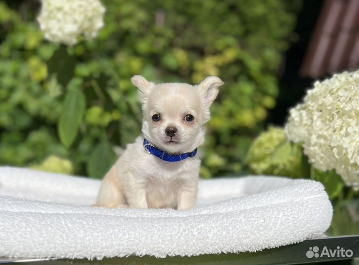 Щенки чихуахуа кремовый блондин