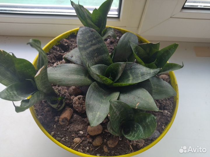 Цветы для вашего интерьера