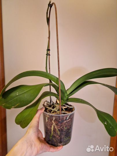 Орхидея фаленопсис грандифлора