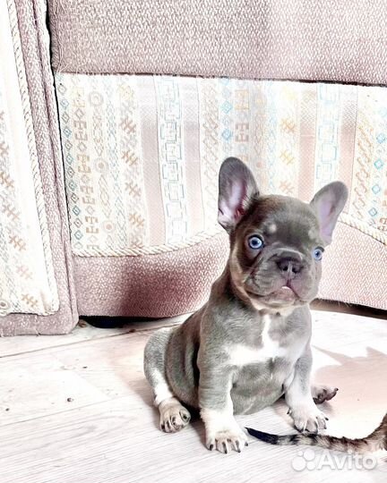 Французики