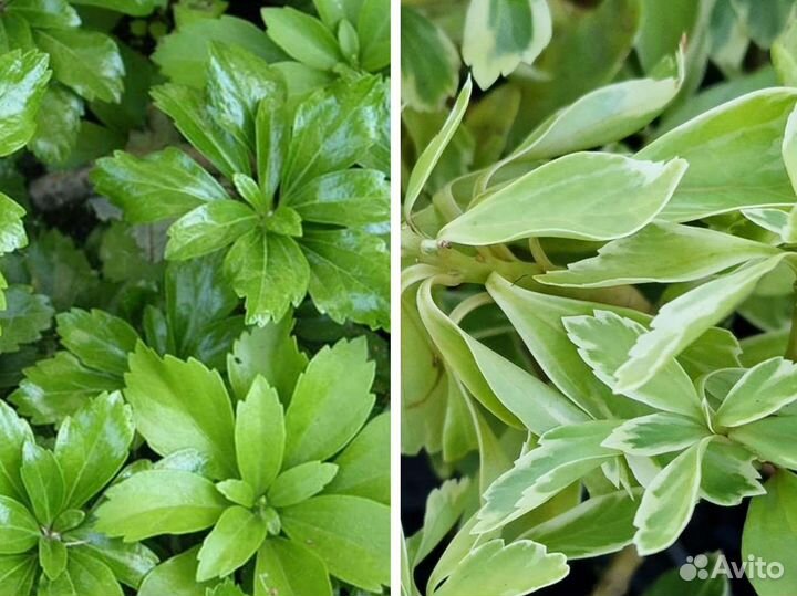 Пахизандра 2 сорта