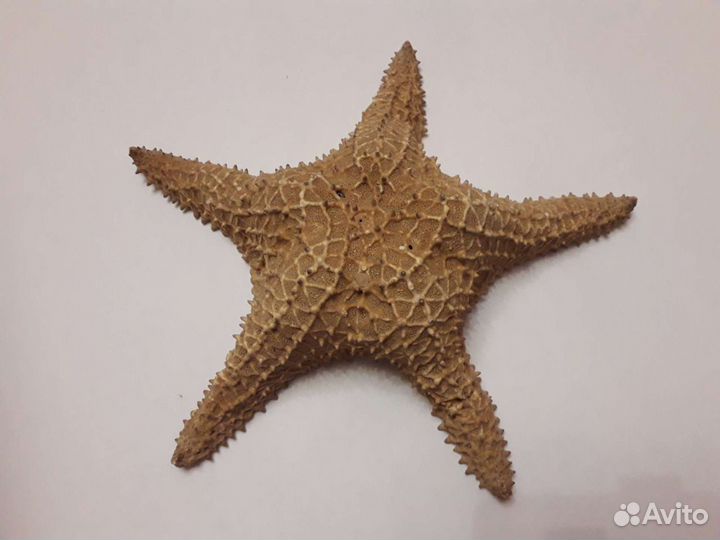 Морская звезда 29см