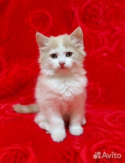 Котёнок ищет дом