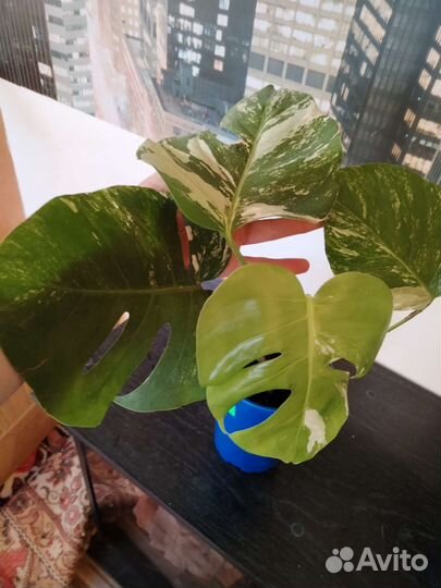 Монстера альба