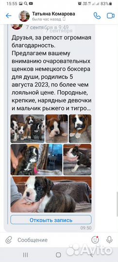 Немецкий боксёр продажа