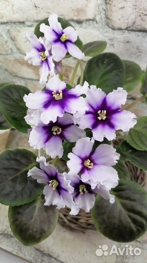 Фиалка сортовая, детки, черенки