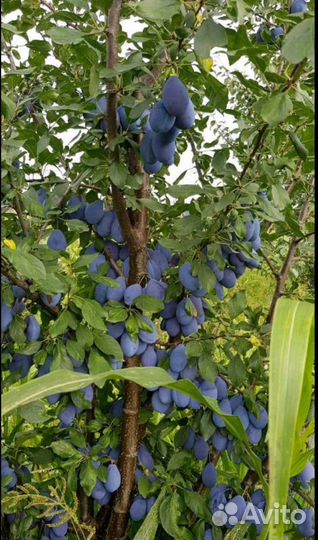 Продукты питания оптом