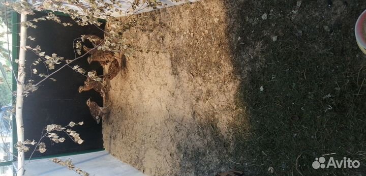 Фазаны королевские 23 г