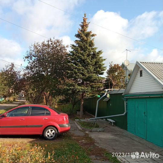 Ель голубая крупномер