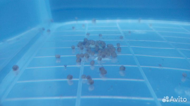 Улитки ампулярии