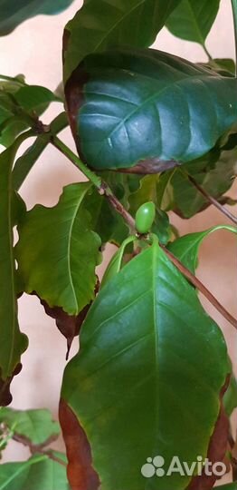 Кофе саженцы