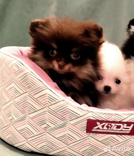 Мини девочки 3 мес