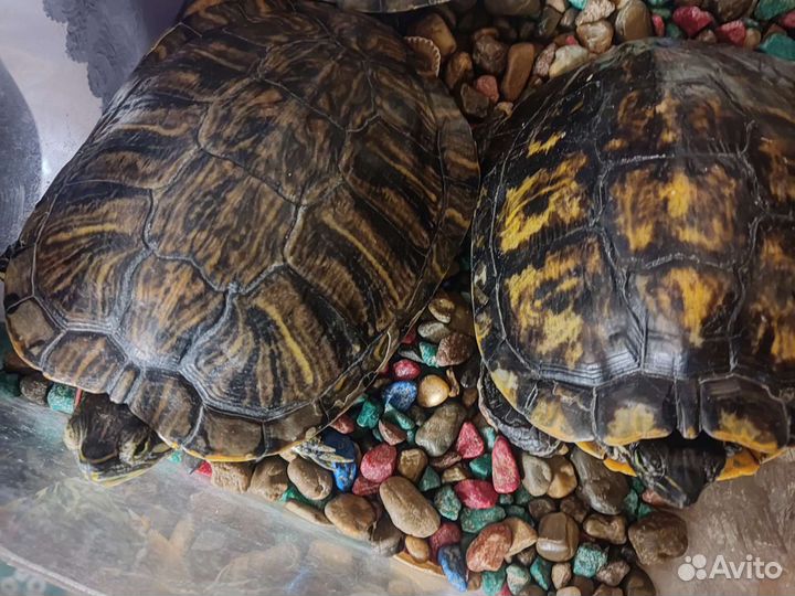 Красноухая черепаха с аквариумом