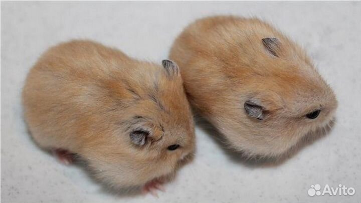 Джунгарские хомячки и цветные мышки