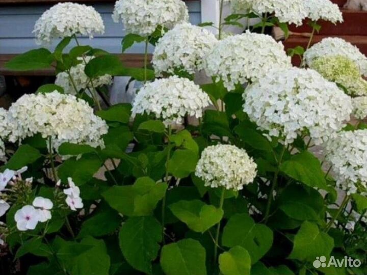 Гортензия древовидная Баунти (С5) (40-60)