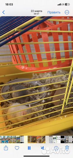 Продам сирийских хомяков