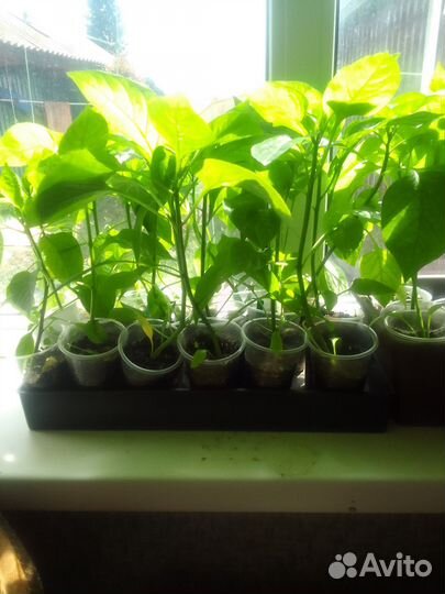 Рассада сладкого перца, помидор, капусты