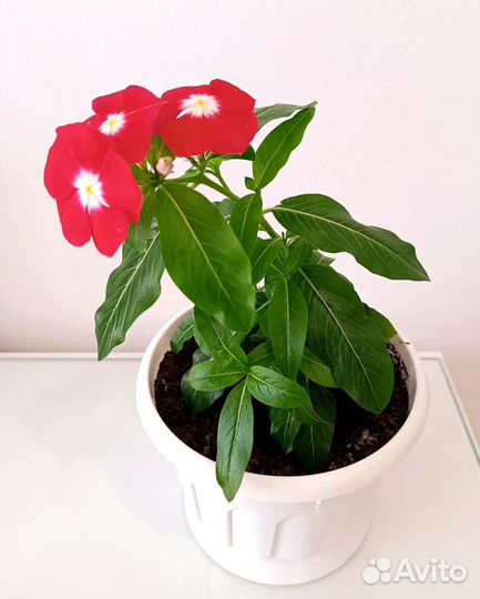 Катарантус