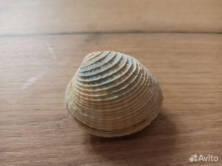 Морская раковина