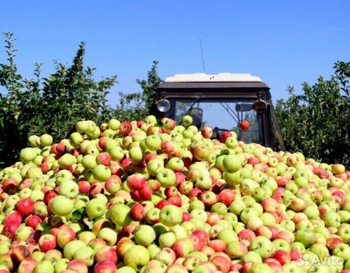 Работа по сборке яблок