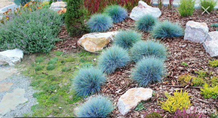 Овсяница голубая и Осока Бронко