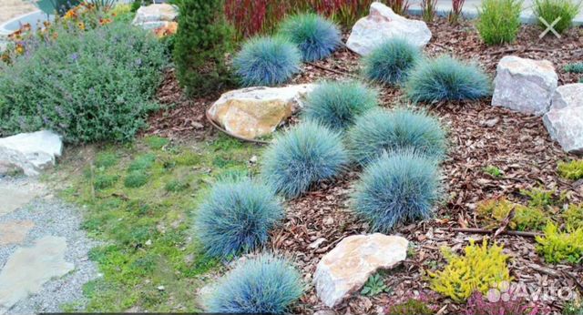 Овсяница голубая и Осока Бронко