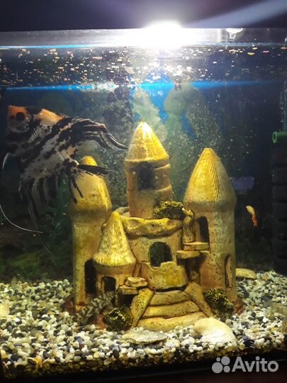 Отдам бесплатно