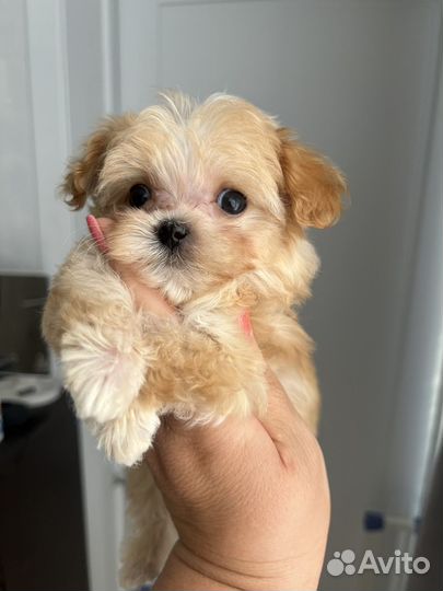 Мальчишка-микроб