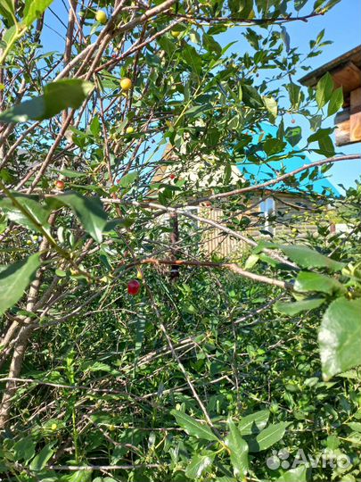 Отличные саженцы Вишни