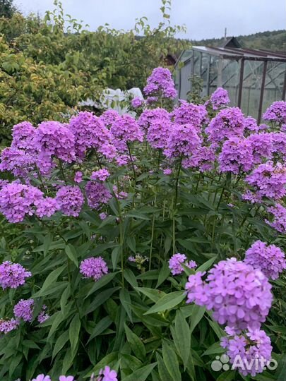 Флокс метельчатый