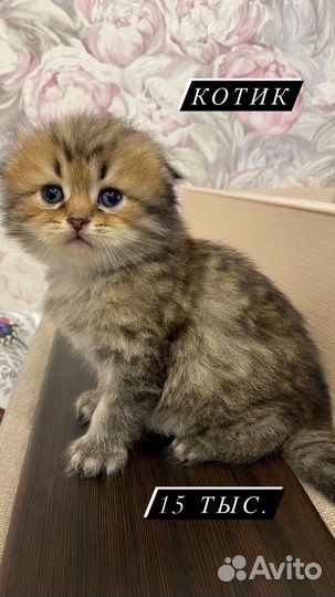 Шотландские котята