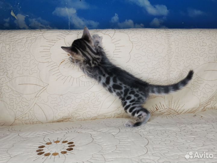 Бенгальская