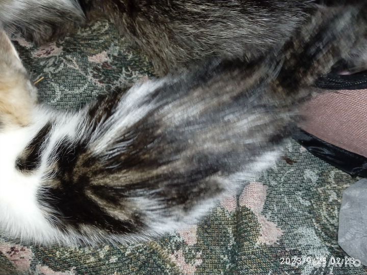 Котёнок-девочка безплатно